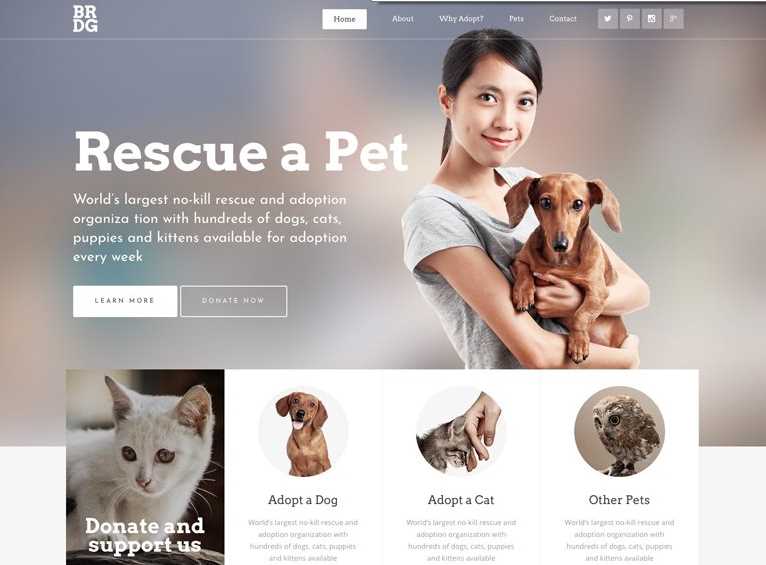 Bridge Best Pet Care WordPress Themes