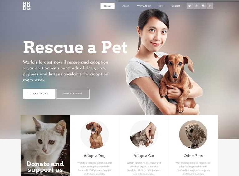 Bridge Best Pet Care WordPress Themes